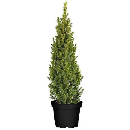 Pflanzen für dich  Zuckerhut-Fichte 60-70 cm