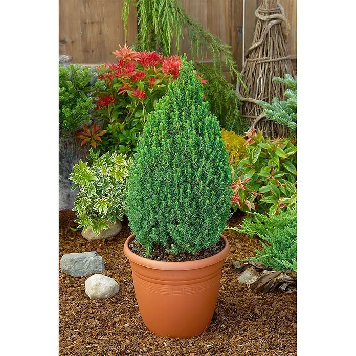 Pflanzen für dich Zuckerhut-Fichte 20-25 cm - Picea glauca 'Zuckerhut', Aktuelle Wuchshöhe: 20 cm - 25 cm - Ein kleiner, grüner immergrüner Baum, vermutlich eine Zwergfichte, in einem Terrakottatopf in einer Gartenumgebung.