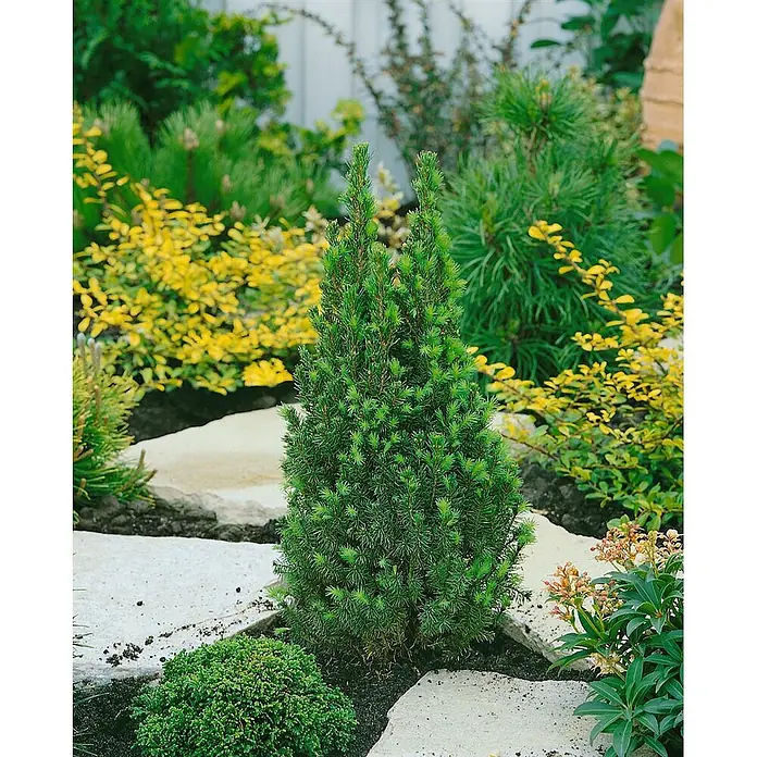 Pflanzen für dich Zuckerhut-Fichte 20-25 cm - Picea glauca 'Zuckerhut', Aktuelle Wuchshöhe: 20 cm - 25 cm - Ein kleiner, konischer grüner Nadelbaum in einem Gartenbeet mit Trittsteinen und anderen Pflanzen.