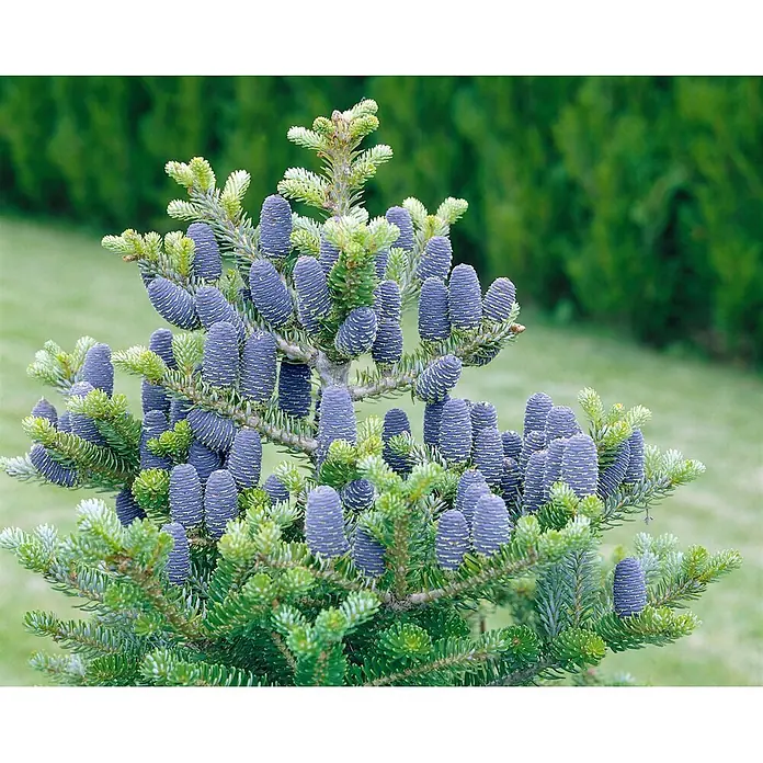 Pflanzen für dich Zuckerhut-Fichte 175-200 cm - Abies koreana 'Sämling', Aktuelle Wuchshöhe: 175 cm - 200 cm - Lebhafter Nadelbaum mit zahlreichen markanten blau-violetten Zapfen und üppig grünen Nadeln.