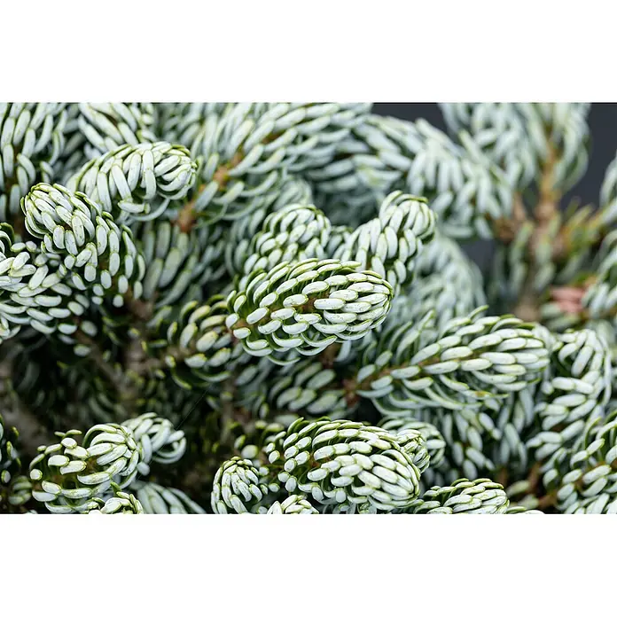 Pflanzen für dich Zuckerhut-Fichte 60-80 cm - Abies koreana 'Kohout's Icebreaker', Aktuelle Wuchshöhe: 60 cm - 80 cm - Nahaufnahme von blaugrünen Koniferennadeln mit weißem, frostigem Aussehen auf Ästen.