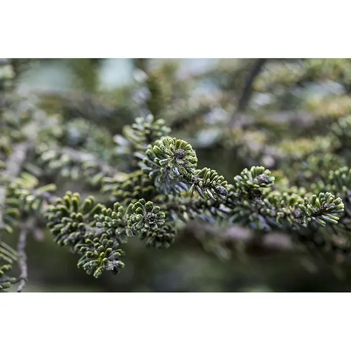 Pflanzen für dich Zuckerhut-Fichte 60-80 cm - Abies koreana 'Kohout's Icebreaker', Aktuelle Wuchshöhe: 60 cm - 80 cm - Nahaufnahme eines grünen Koniferenzweigs mit dichten Nadeln und strukturierten Knospen.