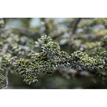 Pflanzen für dich  Zuckerhut-Fichte 60-80 cm