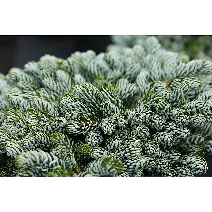 Pflanzen für dich Zuckerhut-Fichte 60-80 cm - Abies koreana 'Kohout's Icebreaker', Aktuelle Wuchshöhe: 60 cm - 80 cm - Kompakte immergrüne Pflanze mit dichten, kurzen, zweifarbigen grün-silberblauen Nadeln.