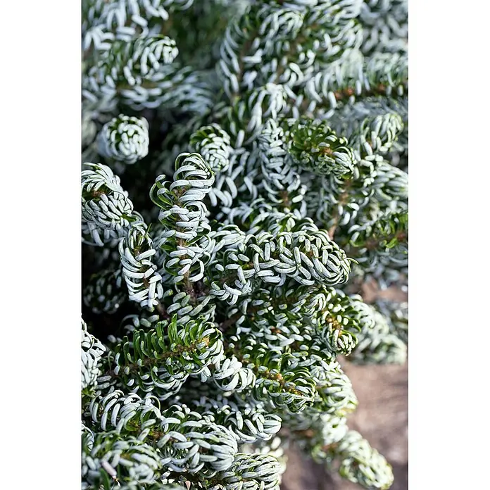 Pflanzen für dich Zuckerhut-Fichte 60-80 cm - Abies koreana 'Kohout's Icebreaker', Aktuelle Wuchshöhe: 60 cm - 80 cm - Nahaufnahme eines Nadelbaums mit grünen, gekräuselten Nadeln und silbrig-weißen Unterseiten.