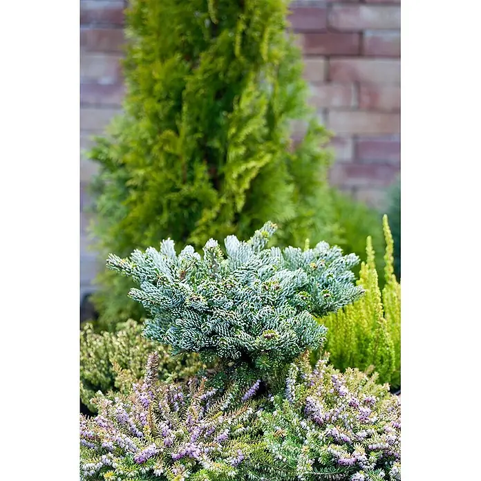 Pflanzen für dich Zuckerhut-Fichte 60-80 cm - Abies koreana 'Kohout's Icebreaker', Aktuelle Wuchshöhe: 60 cm - 80 cm - Eine lebendige Gartenbepflanzung mit immergrünen Koniferen, blau-grüner Fichte und purpurfarbener Heide.