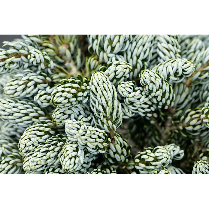 Pflanzen für dich Zuckerhut-Fichte 60-80 cm - Abies koreana 'Kohout's Icebreaker', Aktuelle Wuchshöhe: 60 cm - 80 cm - Nahaufnahme von dichtem, silbrig-blauem Nadelgehölz mit kurzen, dicken, spiralförmig angeordneten Nadeln.