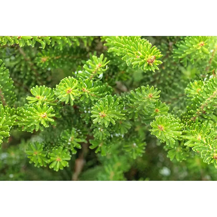 Pflanzen für dich Zuckerhut-Fichte 40-50 cm - Abies koreana 'Molli', Aktuelle Wuchshöhe: 40 cm - 50 cm - Nahaufnahme von leuchtend grünen Tannenästen mit neuem Wuchs und dichten, frischen Nadeln.