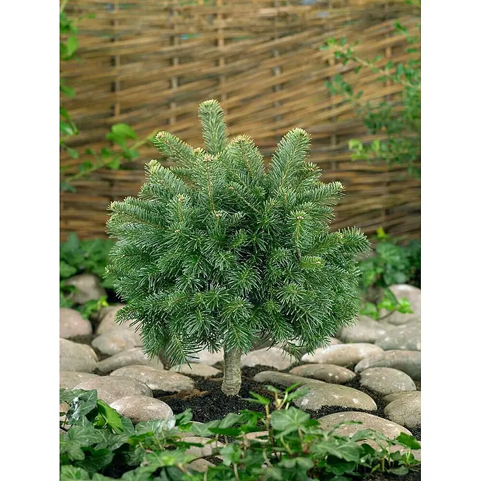 Pflanzen für dich Zuckerhut-Fichte 60-70 cm - Abies lasiocarpa 'Green Globe', Aktuelle Wuchshöhe: 60 cm - 70 cm - Kleiner, dichter grüner Nadelbaum in einem Gartenbeet, umgeben von glatten Steinen und Bodendeckern, mit einem geflochtenen Zaun im Hintergrund.