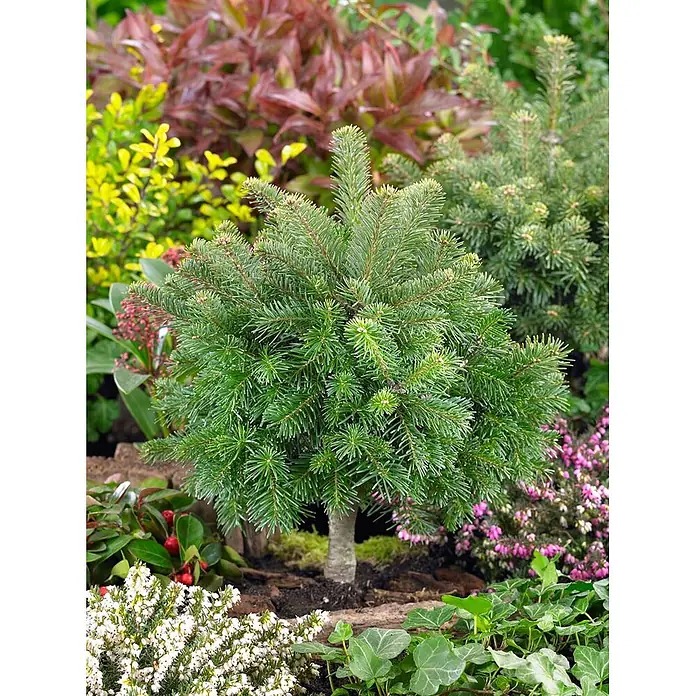 Pflanzen für dich Zuckerhut-Fichte 60-70 cm - Abies lasiocarpa 'Green Globe', Aktuelle Wuchshöhe: 60 cm - 70 cm - Ein kleiner, grüner Zwerg-Nadelbaum mit braunem Stamm, in einem Garten von anderen Pflanzen umgeben.