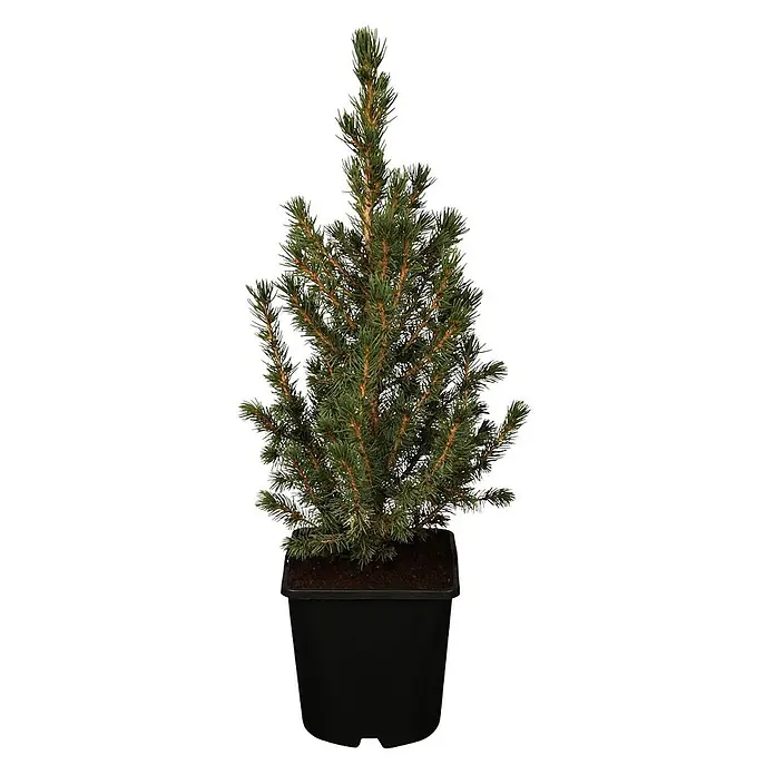 Pflanzen für dich Zuckerhut-Fichte 20-30 cm - Picea glauca 'Conica', Aktuelle Wuchshöhe: 20 cm - 30 cm - Kleiner immergrüner Nadelbaum in einem schwarzen Plastiktopf mit leuchtend grünen Nadeln und braunen Ästen.