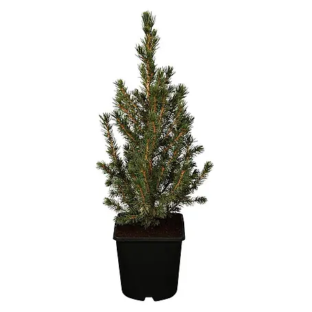 Pflanzen für dich  Zuckerhut-Fichte 20-30 cm