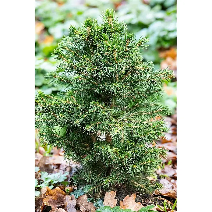 Pflanzen für dich Zuckerhut-Fichte 20-25 cm - Picea abies 'Tompa', Aktuelle Wuchshöhe: 20 cm - 25 cm - Kompakter grüner Nadelbaum mit dichten Nadeln, im Garten gepflanzt.