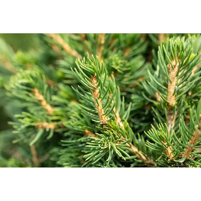 Pflanzen für dich Zuckerhut-Fichte 20-25 cm - Picea abies 'Tompa', Aktuelle Wuchshöhe: 20 cm - 25 cm - Nahaufnahme von leuchtend grünen Tannen- oder Fichtenzweigen mit spitzen Nadeln.