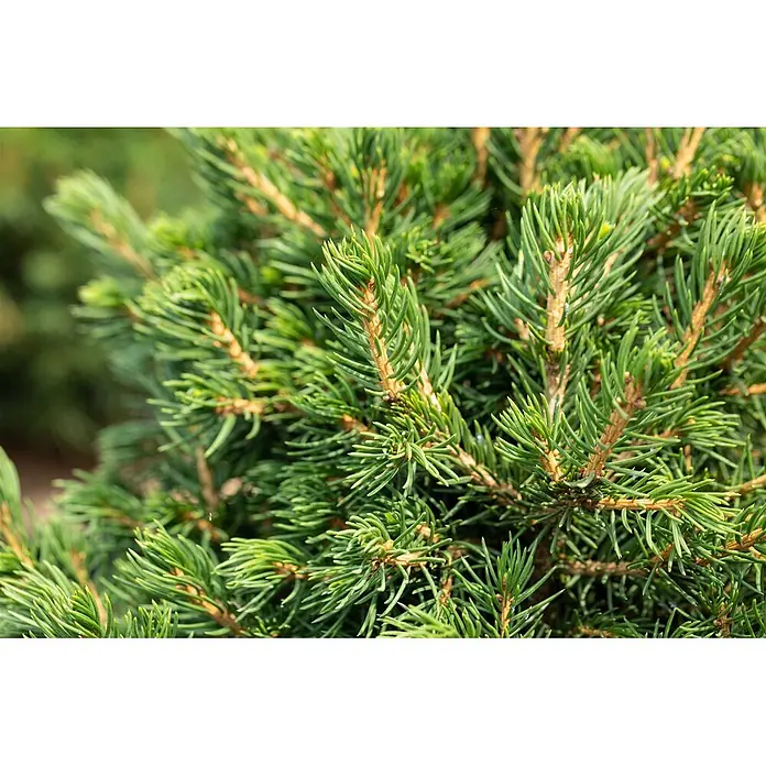 Pflanzen für dich Zuckerhut-Fichte 20-25 cm - Picea abies 'Tompa', Aktuelle Wuchshöhe: 20 cm - 25 cm - Nahaufnahme von leuchtend grünen Koniferennadeln und hellbraunen Zweigen.