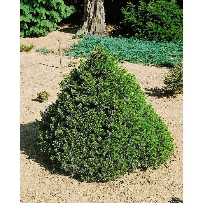 Pflanzen für dich Zuckerhut-Fichte 20-25 cm - Picea abies 'Tompa', Aktuelle Wuchshöhe: 20 cm - 25 cm - Dichter, grüner, kegelförmiger Zwergkonifer, in sandigem Gartenboden gepflanzt.