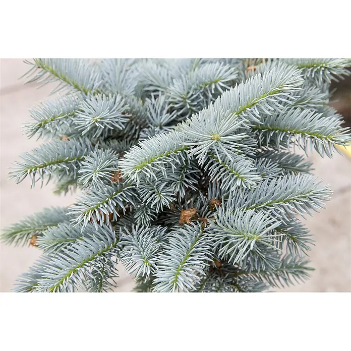 Pflanzen für dich Serbische Kugelfichte 25-30 cm - Picea pungens 'Glauca Globosa', Aktuelle Wuchshöhe: 25 cm - 30 cm - Dichte Äste einer Blaufichte mit silbrig-blauen Nadeln.
