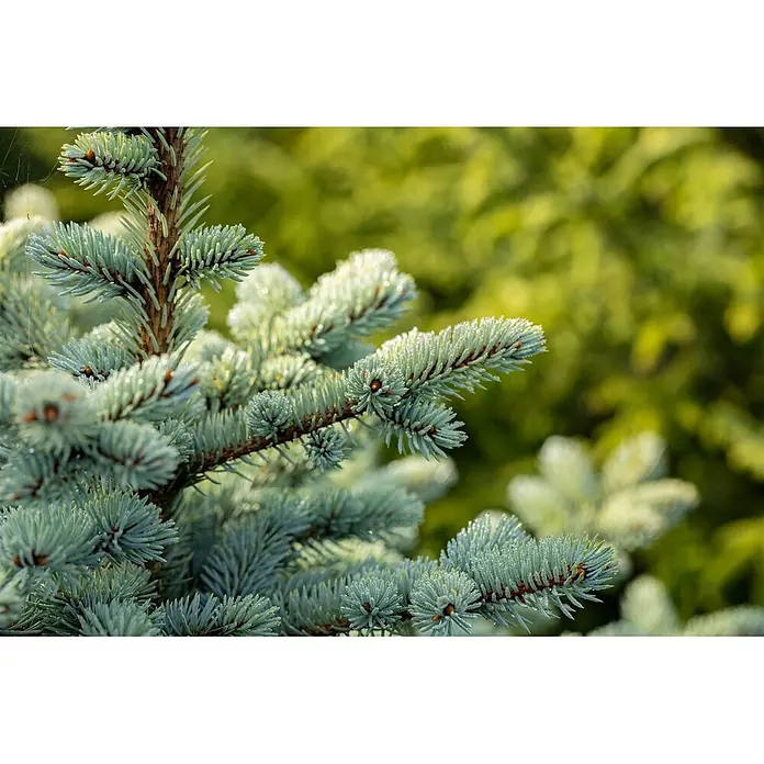 Pflanzen für dich Serbische Kugelfichte 25-30 cm - Picea pungens 'Glauca Globosa', Aktuelle Wuchshöhe: 25 cm - 30 cm - Nahaufnahme eines blaugrünen Nadelbaumzweigs mit Wassertropfen, detaillierten Nadeln und braunem Stiel.