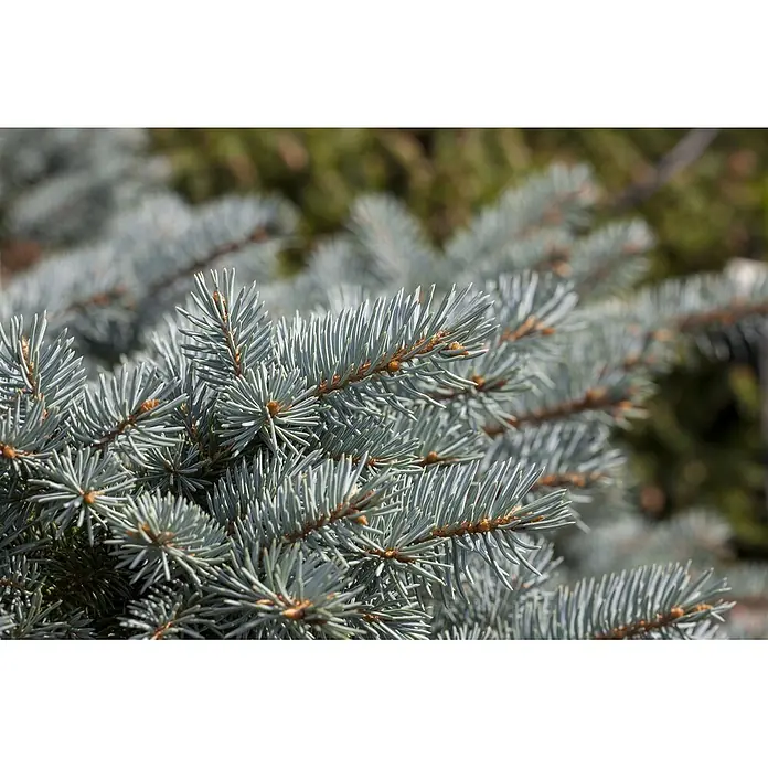 Pflanzen für dich Serbische Kugelfichte 25-30 cm - Picea pungens 'Glauca Globosa', Aktuelle Wuchshöhe: 25 cm - 30 cm - Nahaufnahme von blaugrünen Koniferennadeln an einem Ast mit kleinen braunen Knospen.