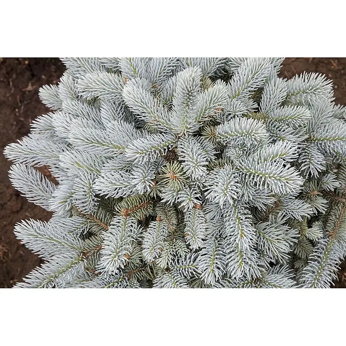 Pflanzen für dich Serbische Kugelfichte 25-30 cm - Picea pungens 'Glauca Globosa', Aktuelle Wuchshöhe: 25 cm - 30 cm - Dichter, silbrig-blauer Nadelbaum mit kurzen, steifen Nadeln. Grüne Innenzweige sichtbar.