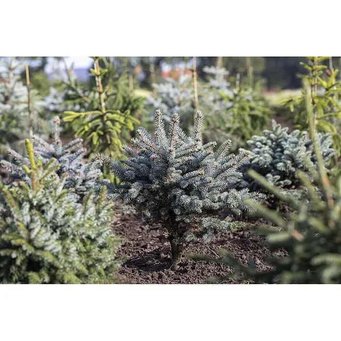 Pflanzen für dich Serbische Kugelfichte 25-30 cm - Picea pungens 'Glauca Globosa', Aktuelle Wuchshöhe: 25 cm - 30 cm - Eine kleine Blaufichte im Boden einer Baumschule.