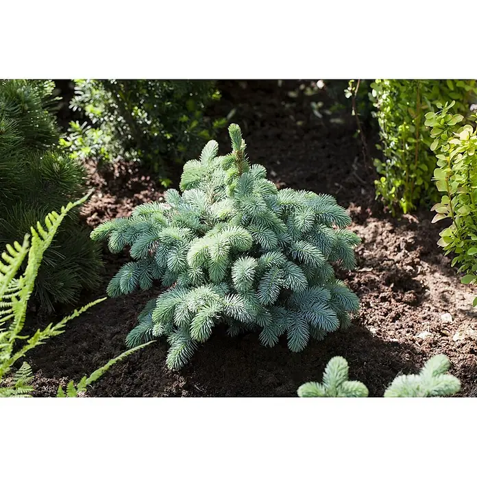 Pflanzen für dich Serbische Kugelfichte 25-30 cm - Picea pungens 'Glauca Globosa', Aktuelle Wuchshöhe: 25 cm - 30 cm - Eine kompakte Zwergkonifere mit blaugrünen Nadeln, in dunkler Erde in einem Garten gepflanzt.