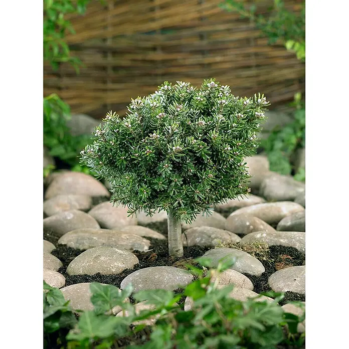 Pflanzen für dich Zuckerhut-Fichte 12-15 cm - Abies koreana 'Silberperl', Aktuelle Wuchshöhe: 12 cm - 15 cm - Kleiner immergrüner Baum mit winzigen weißen Blüten, in dunkler Erde zwischen glatten Flusssteinen im Garten.