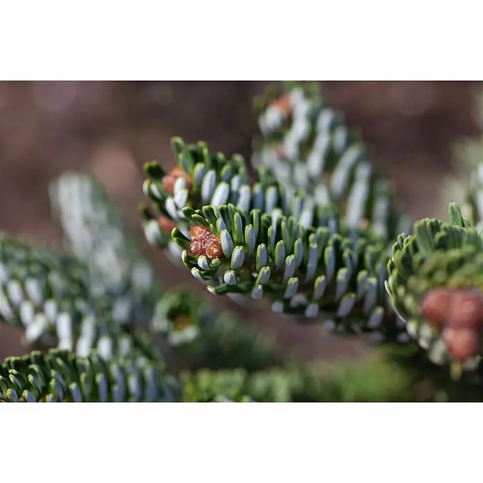 Pflanzen für dich Zuckerhut-Fichte 12-15 cm - Abies koreana 'Silberperl', Aktuelle Wuchshöhe: 12 cm - 15 cm - Nahaufnahme eines Nadelbaumzweigs mit grünen Nadeln, silbrigen Unterseiten und kleinen rotbraunen Knospen.