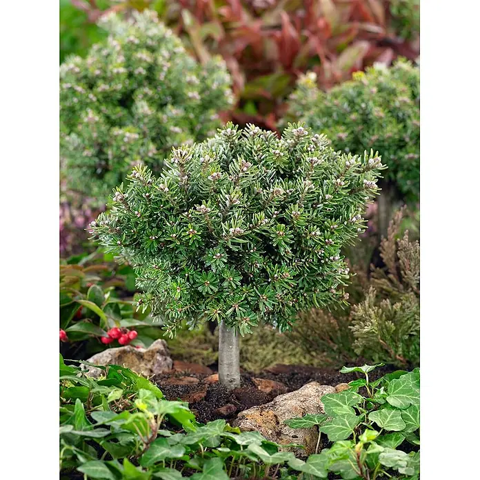 Pflanzen für dich Zuckerhut-Fichte 12-15 cm - Abies koreana 'Silberperl', Aktuelle Wuchshöhe: 12 cm - 15 cm - Kleine, runde Immergrünpflanze mit dichtem grünem Laub und hellen Knospen, gepflanzt in einem mulchen Gartenbeet mit Steinen und Bodendeckern.