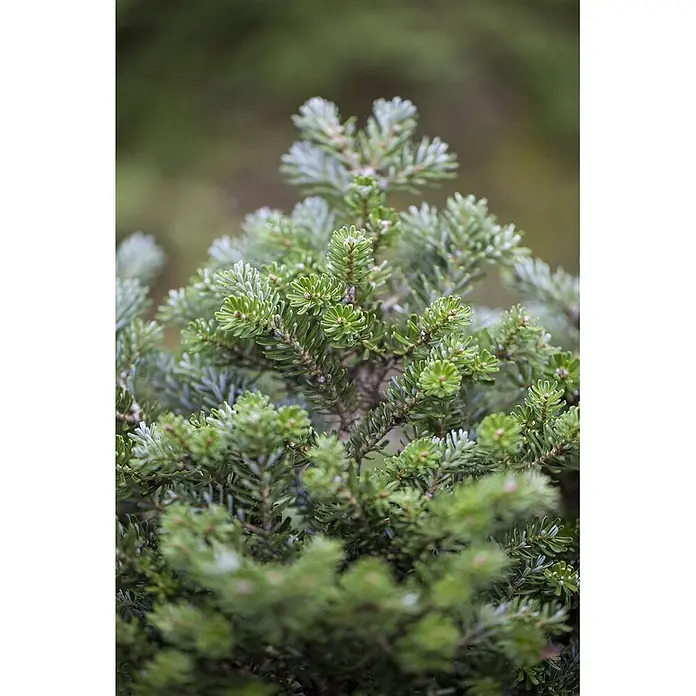 Pflanzen für dich Zuckerhut-Fichte 12-15 cm - Abies koreana 'Silberperl', Aktuelle Wuchshöhe: 12 cm - 15 cm - Dichtes Nadelwerk einer Konifere mit frischen grünen und silbrig-blauen Nadeln.