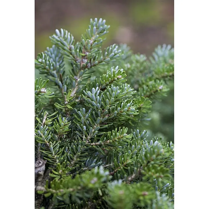 Pflanzen für dich Zuckerhut-Fichte 12-15 cm - Abies koreana 'Silberperl', Aktuelle Wuchshöhe: 12 cm - 15 cm - Nahaufnahme von leuchtend grünen Tannenbaumzweigen mit einigen bläulichen Nadeln und kleinen hellbraunen Knospen.