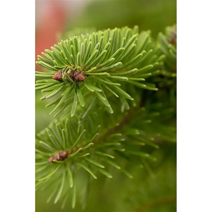Pflanzen für dich Lebensbaum 60-80 cm - Abies nordmanniana, Aktuelle Wuchshöhe: 60 cm - 80 cm - Nahaufnahme eines leuchtend grünen Nadelbaumzweigs mit scharfen Nadeln und kleinen braunen Knospen.