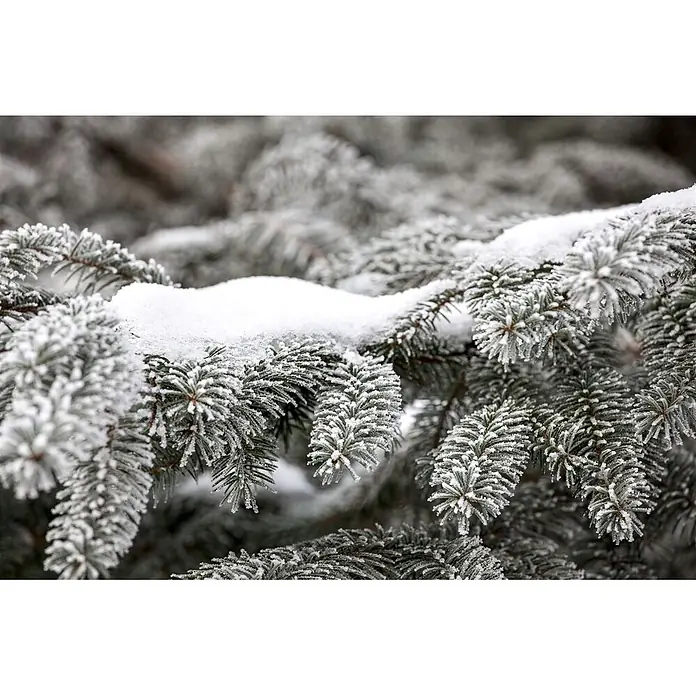 Pflanzen für dich Lebensbaum 60-80 cm - Abies nordmanniana, Aktuelle Wuchshöhe: 60 cm - 80 cm - Nahaufnahme von immergrünen Fichtenzweigen, bedeckt mit frischem Schnee und zartem Reif, eine winterliche Szene.