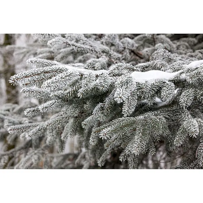 Pflanzen für dich Lebensbaum 60-80 cm - Abies nordmanniana, Aktuelle Wuchshöhe: 60 cm - 80 cm - Nahaufnahme von Fichtenzweigen, bedeckt mit weißem Reif und etwas Schnee, eine winterliche Szene bildend.