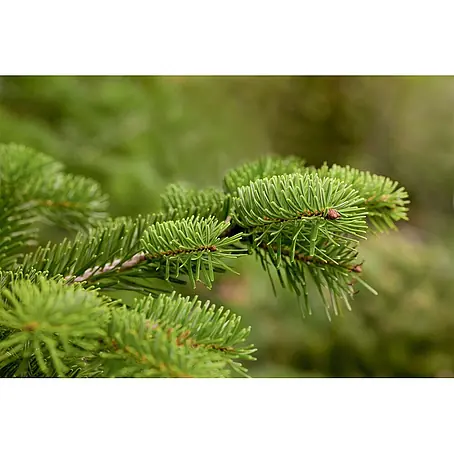 Pflanzen für dich  Lebensbaum 60-80 cm