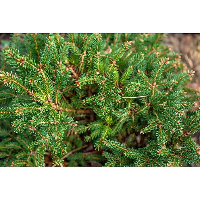 Pflanzen für dich Zuckerhut-Fichte 25-30 cm - Picea abies 'Pygmaea', Aktuelle Wuchshöhe: 25 cm - 30 cm - Nahaufnahme von leuchtend grünen Nadelbaumzweigen mit vielen kleinen braunen und orangefarbenen Knospen.