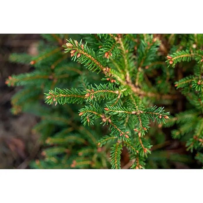 Pflanzen für dich Zuckerhut-Fichte 25-30 cm - Picea abies 'Pygmaea', Aktuelle Wuchshöhe: 25 cm - 30 cm - Grüne Fichtenzweige mit zahlreichen rotbraunen Knospen.