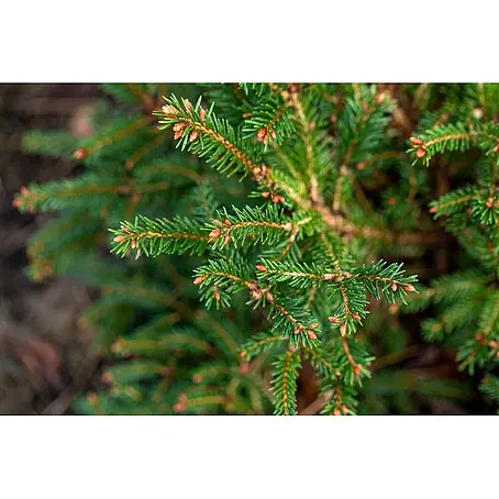 Pflanzen für dich  Zuckerhut-Fichte 25-30 cm