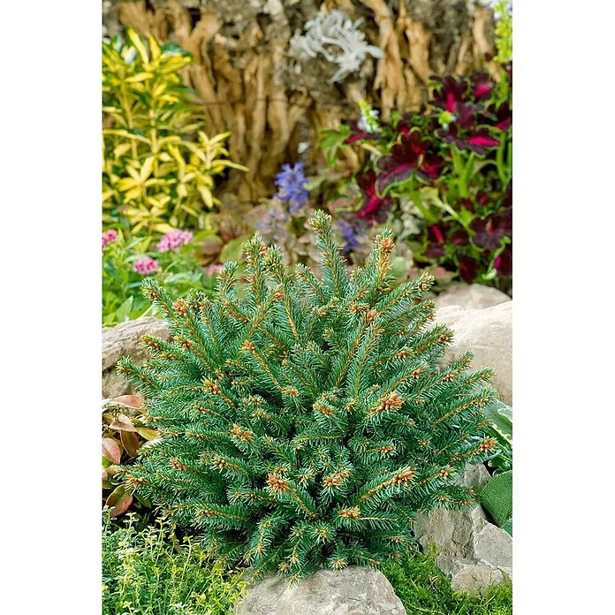 Pflanzen für dich Zuckerhut-Fichte 25-30 cm - Picea abies 'Pygmaea', Aktuelle Wuchshöhe: 25 cm - 30 cm - Kompakter, blaugrüner Zwerg-Nadelbaum mit kleinen bräunlichen Zapfen, eingebettet zwischen Felsen und Gartenpflanzen.