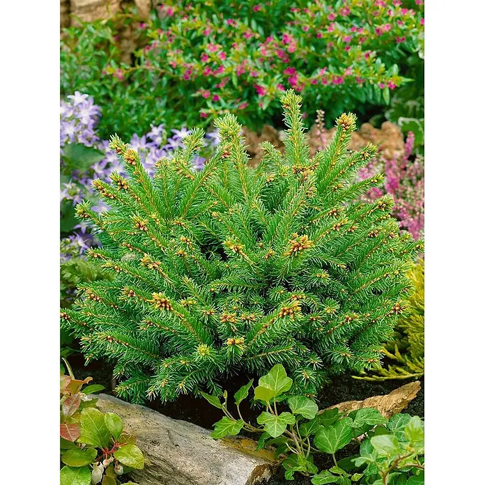 Pflanzen für dich Zuckerhut-Fichte 25-30 cm - Picea abies 'Pygmaea', Aktuelle Wuchshöhe: 25 cm - 30 cm - Kompakte grüne Zwergkonifere mit kleinen braunen Zapfen im Garten, umgeben von Blütenpflanzen.