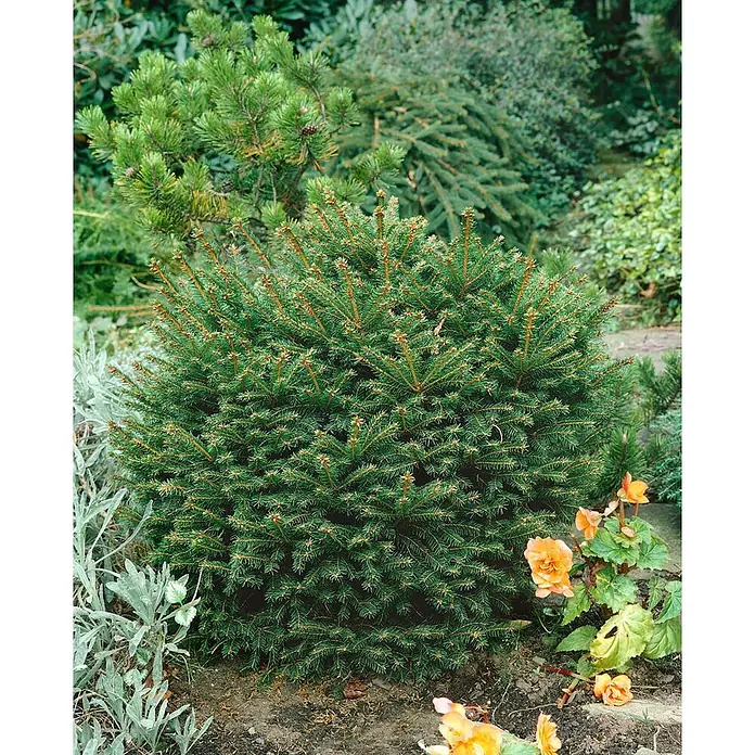 Pflanzen für dich Zuckerhut-Fichte 25-30 cm - Picea abies 'Pygmaea', Aktuelle Wuchshöhe: 25 cm - 30 cm - Kompakte grüne Zwergkonifere in einer Gartenumgebung, umgeben von anderen Pflanzen und orangefarbenen Blumen.