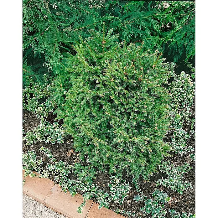 Pflanzen für dich Zuckerhut-Fichte 25-30 cm - Picea abies 'Pygmaea', Aktuelle Wuchshöhe: 25 cm - 30 cm - Kompakte Zwergfichte mit dichten, dunkelgrünen Nadeln, gepflanzt in einem Beet mit buntem Bodendecker und einer Ziegelkante.