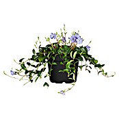 Piardino Kleinblättriges Immergrün (Vinca minor, Topfgröße: 9 cm, Blau) | BAUHAUS