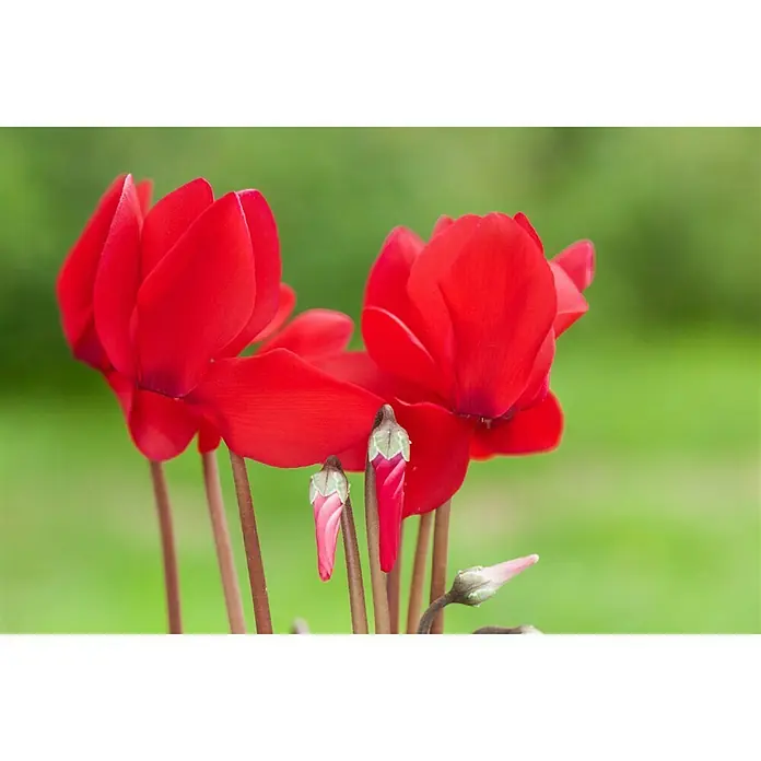 Piardino Zimmer-Alpenveilchen - Cyclamen persicum, Topfgröße: 13 cm, Rot - Nahaufnahme einer roten Zimmer-Alpenveilchenblüte mit geschlossenen Knospen vor einem verschwommenen grünen Hintergrund.