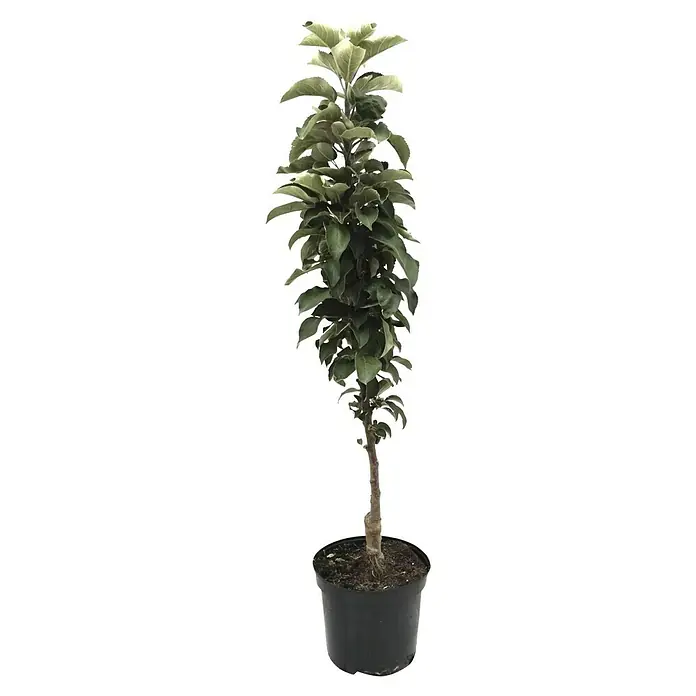 Apfelbaum Rhapsodie - Malus domestica Rhapsodie, Erntezeit: Oktober - Ein schlanker Apfelbaum im Topf, ideal für kleine Gärten oder Balkone, mit grünen Blättern und einem geraden Stamm.