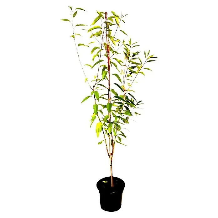 Säulenmandel - Prunus dulcis, Erntezeit: September - Junger Baum mit grünen Blättern in einem schwarzen Topf, ideal für den Innen- oder Außenbereich.