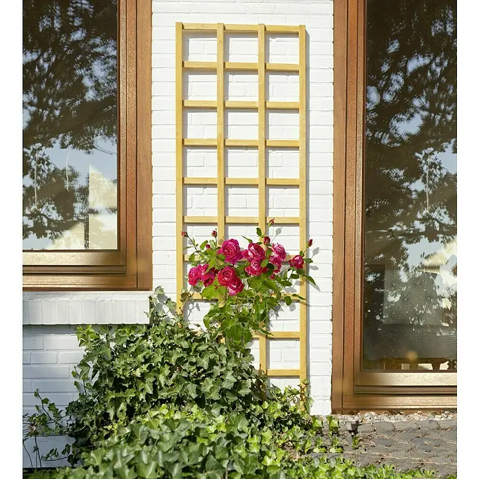 Kiehnholz Rankgitter Aspe - Hellbraun, Höhe: 180 cm - Ein hölzernes Rankgitter an einer weißen Ziegelwand mit Rosen und Efeu, flankiert von Fenstern.
