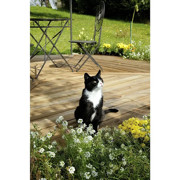 Terrassendiele - Kiefer, 200 x 14,5 x 2,8 cm, Teakfarben - Eine schwarz-weiße Katze sitzt auf einer Holzterrasse und blickt nach oben, umgeben von weißen und gelben Blumen.