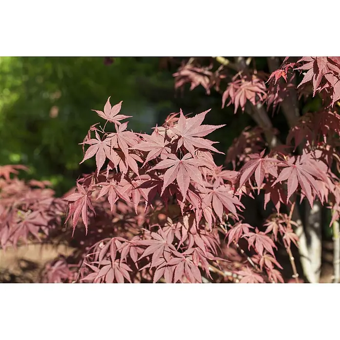 Pflanzen für dich Fächerahorn 60-80 cm - Acer palmatum 'Bloodgood' - Satte rote Blätter eines japanischen Ahornbaums.