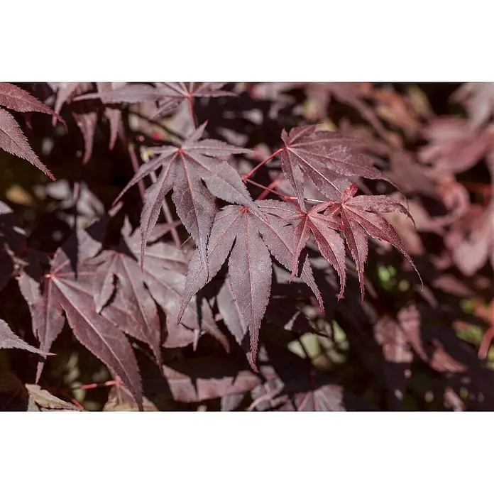 Pflanzen für dich Fächerahorn 60-80 cm - Acer palmatum 'Bloodgood' - Nahaufnahme von tiefroten Ahornblättern an einem Ast, die ihre charakteristische handförmige Form und gezackten Ränder im natürlichen Licht zeigen.